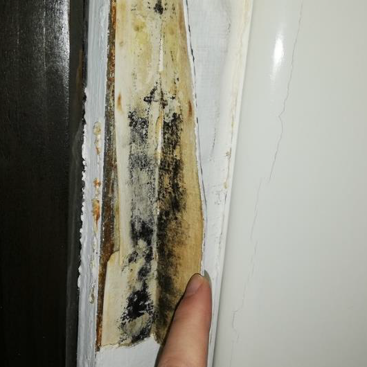 Verdeckter Schimmelbefall an einer Wand hinter der Tapete Verdeckte Schimmelschäden können unangenehme Gerüche und gesundheitliche Beeinträchtigung verursachen.